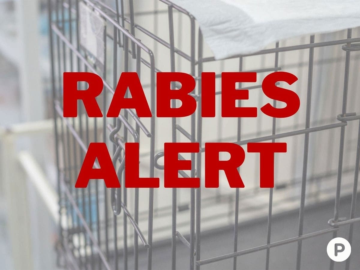 Rabid Fox, Raccoon Found In 2 Harford Co. Communities