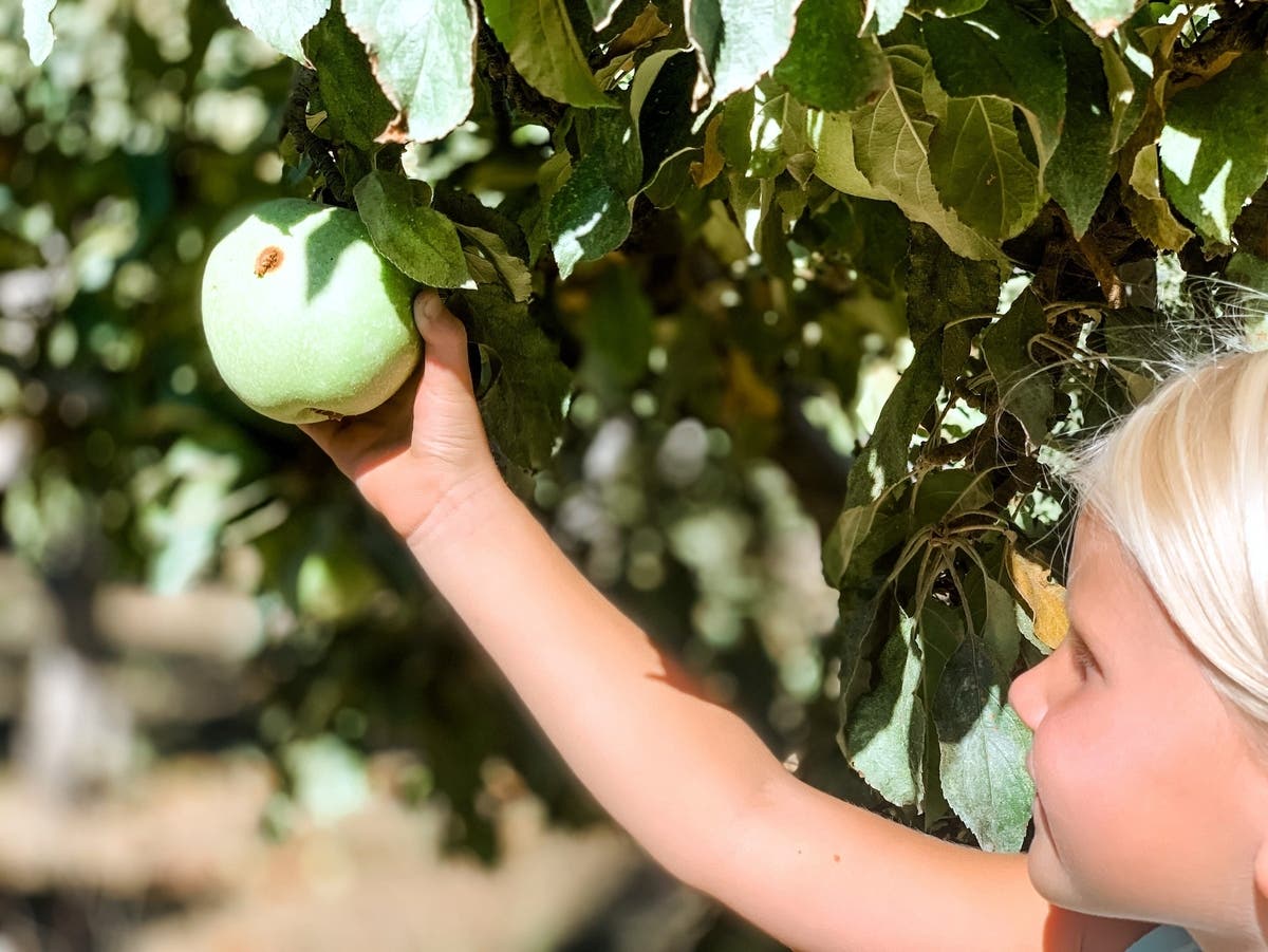 Orchards Around Maryland: Your Fall 2026 Apple-Picking Guide