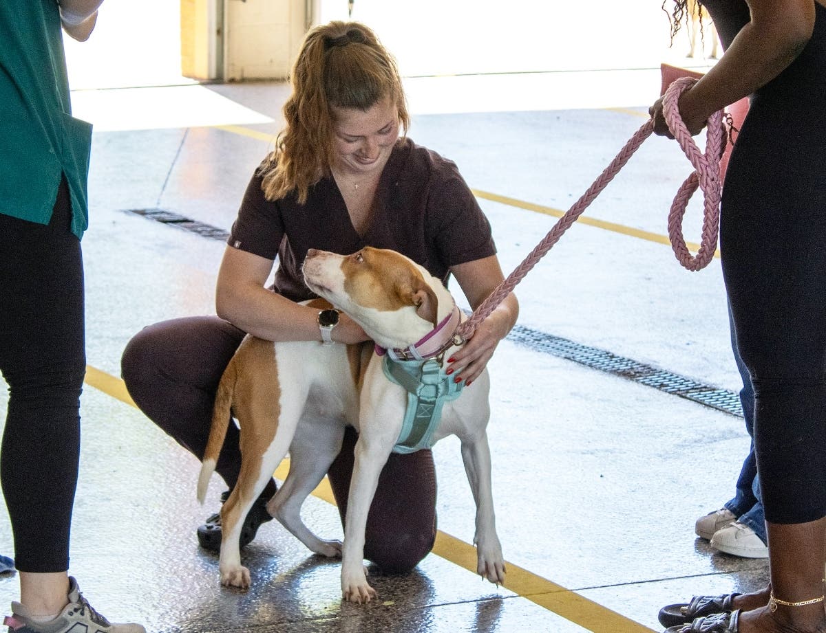 Slightly more than 250 pets were vaccinated and/or microchipped at a public clinic hosted by the Humane Society of Harford County June 13 at the Darlington Volunteer Fire Company. HSHC clinic manager, Kelly Comerford, visits with a dog at the event.
