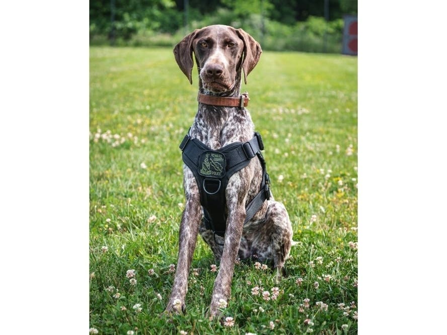 K9 Xana started official duties late this summer as an explosives and firearms detection dog. K9 Xana also can help track down missing people. The Chesapeake K-9 Fund provided the funding for the HCPD to purchase K9 Xana, the police department stated.