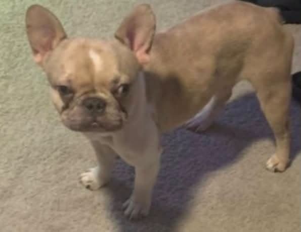 A dog named Brain who has a protruding left ear drum due to a prior medical condition was reported stolen out of a vehicle last week. Police are searching for the dog.