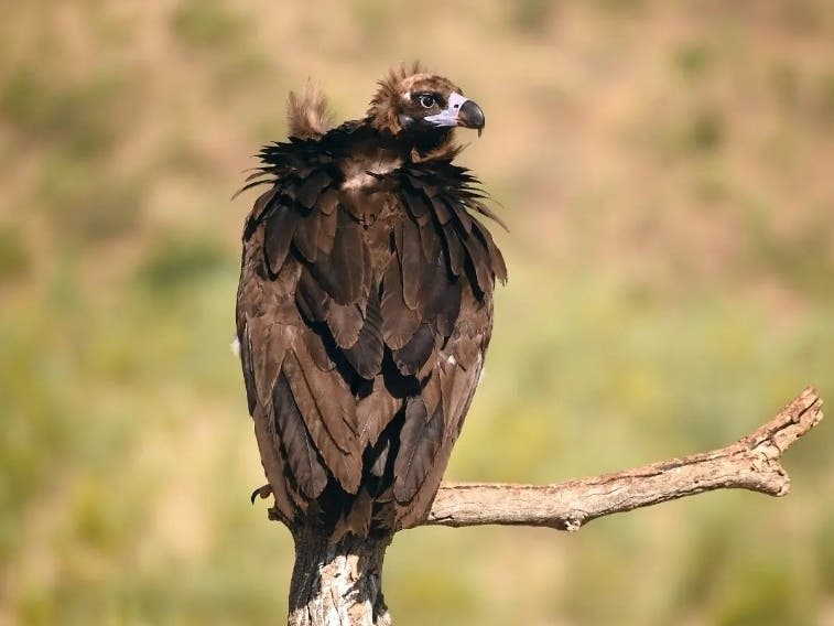 Columbia Resident Ordered To Stop Feeding Vultures