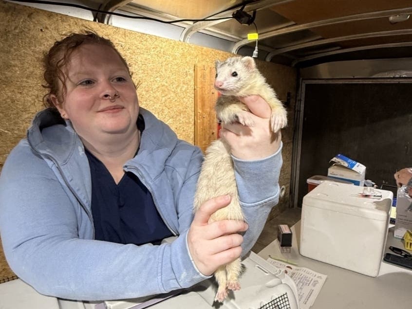 HSHC vet tech, Lexi Dunn, holds a ferret while Dr. Jill McLaughlin prepares to administer a rabies vaccination at a public pet vaccination clinic on October 24 at the Aberdeen Fire Department.