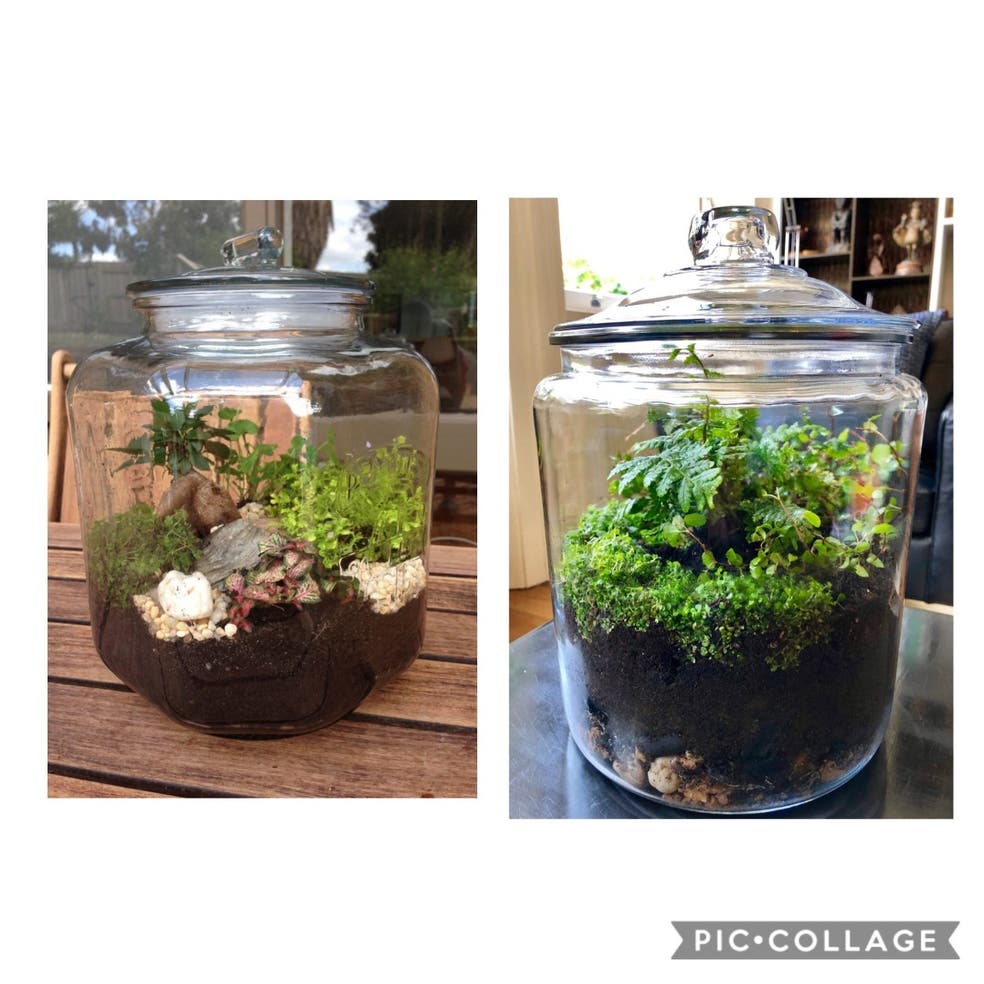 Summer Terrariums (closed lid) Oxford, CT Patch