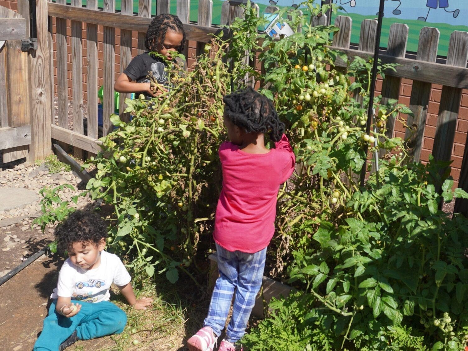 Lucas Elbery, 4, left, and Toluwanimi Oluremi, 3, pick tomatoes from a tomato plant Sept. 12 at Arco Iris Bilingual Children’s Center. Thiago Escobar, 2, sits down next to the plant. 