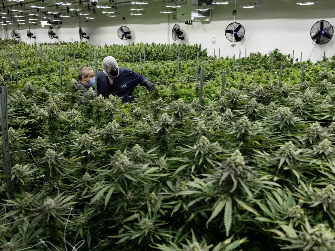 Workers at gLeaf Medical tend to plants in a grow room at a medical marijuana facility in Richmond, Virginia. 