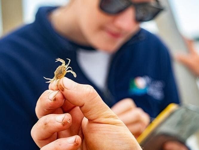 A Maryland Department of Natural Resources biologist holds up a tiny juvenile crab while Mandy Bromilow, DNR crab program manager, records its information during the 2026 winter dredge survey.