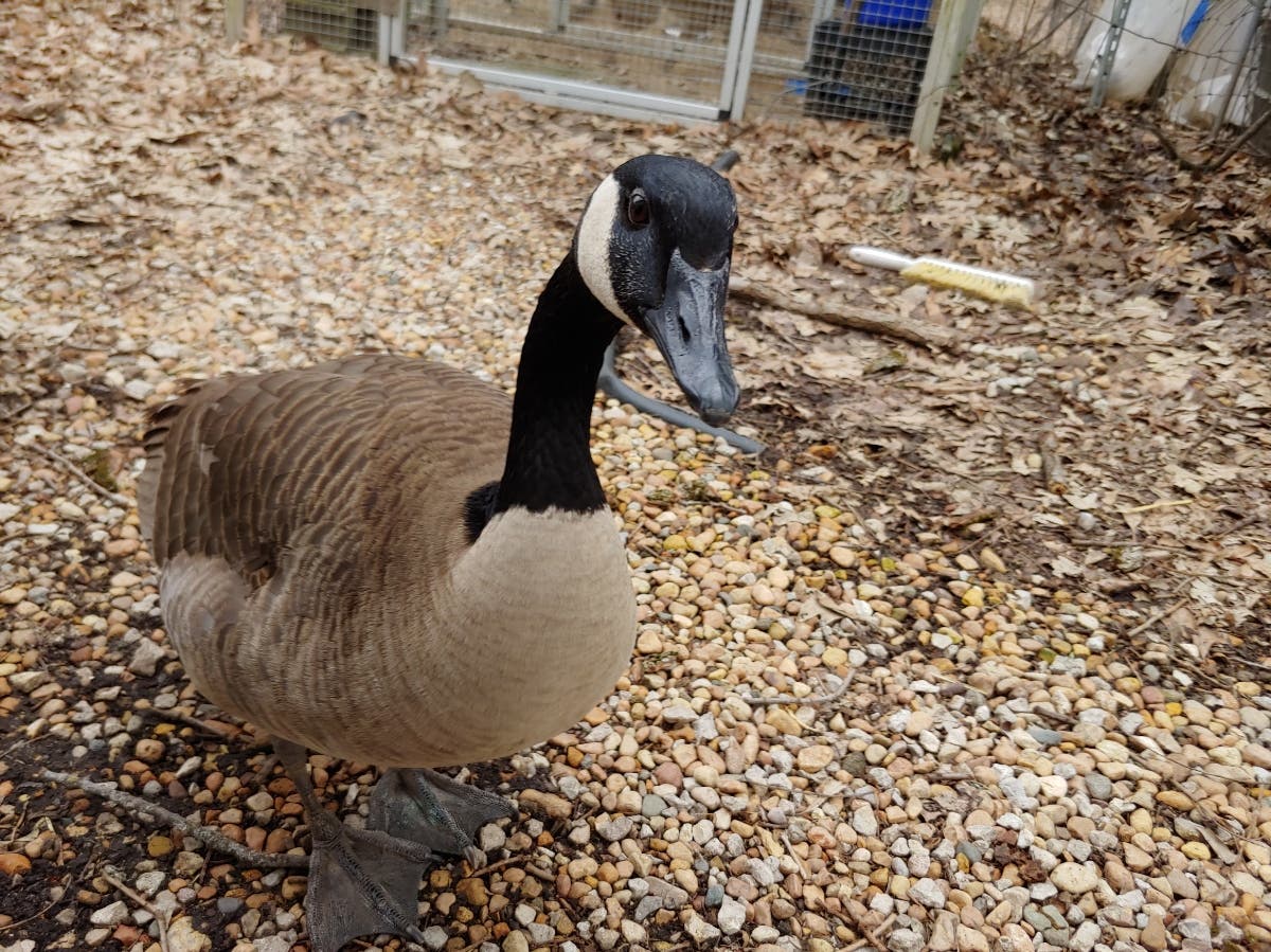 May 25 | Animal Ambassador Meet and Greet at Fox Valley Wildlife Center