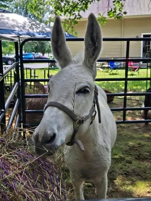 Donkey Day on the Farm