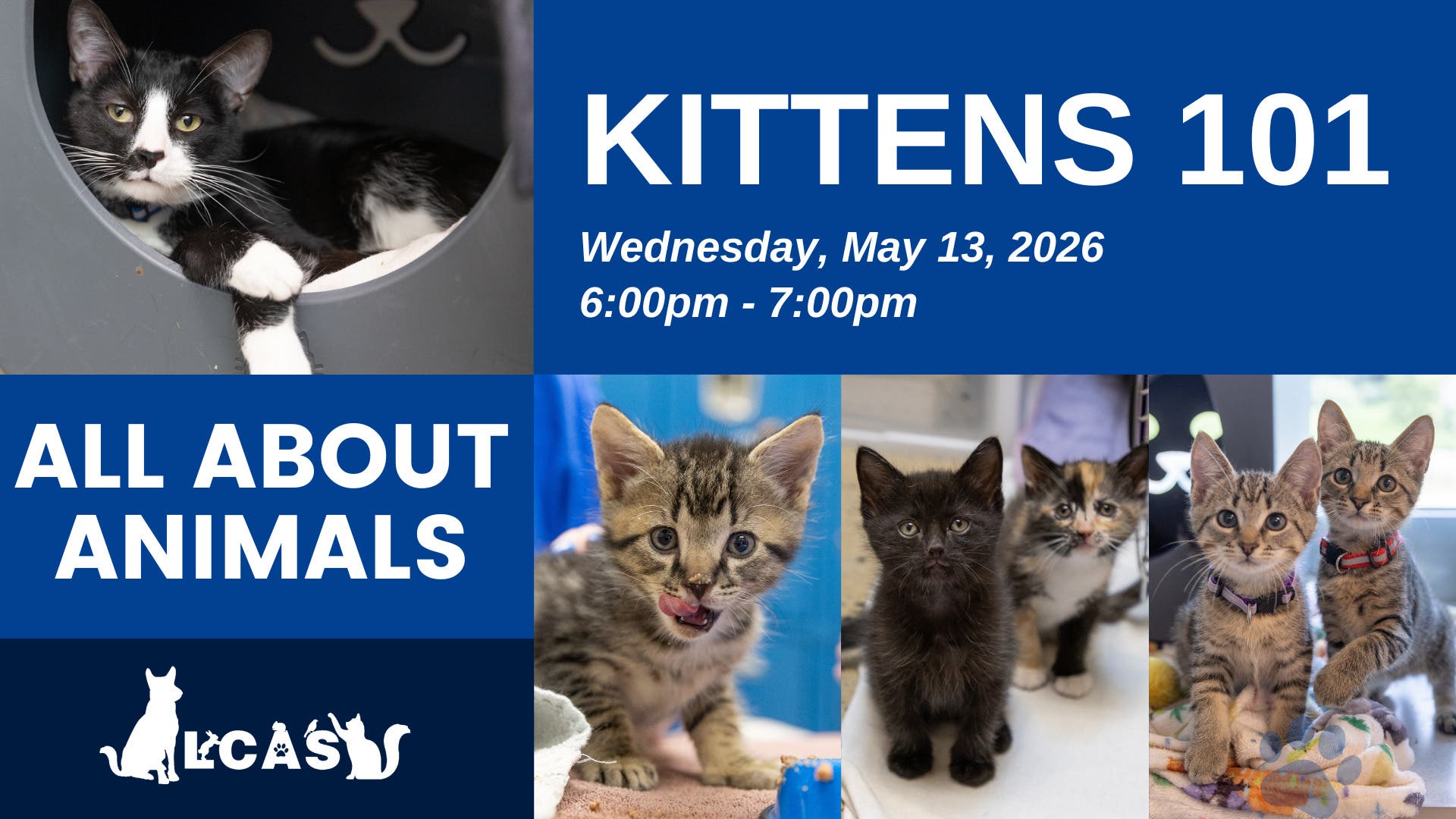 All About Animals: Kittens 101