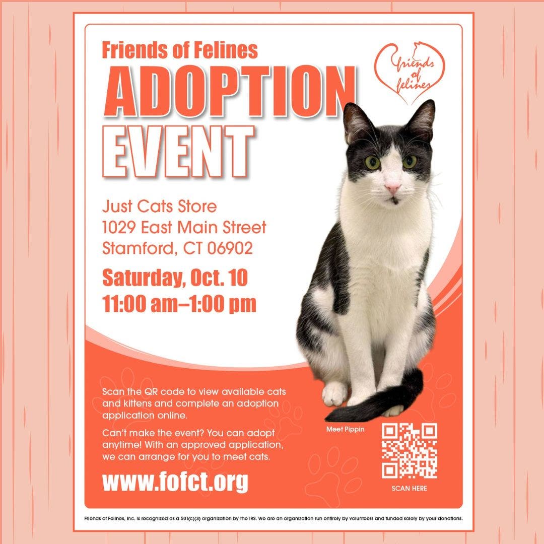 Friends of Felines Adoption Event