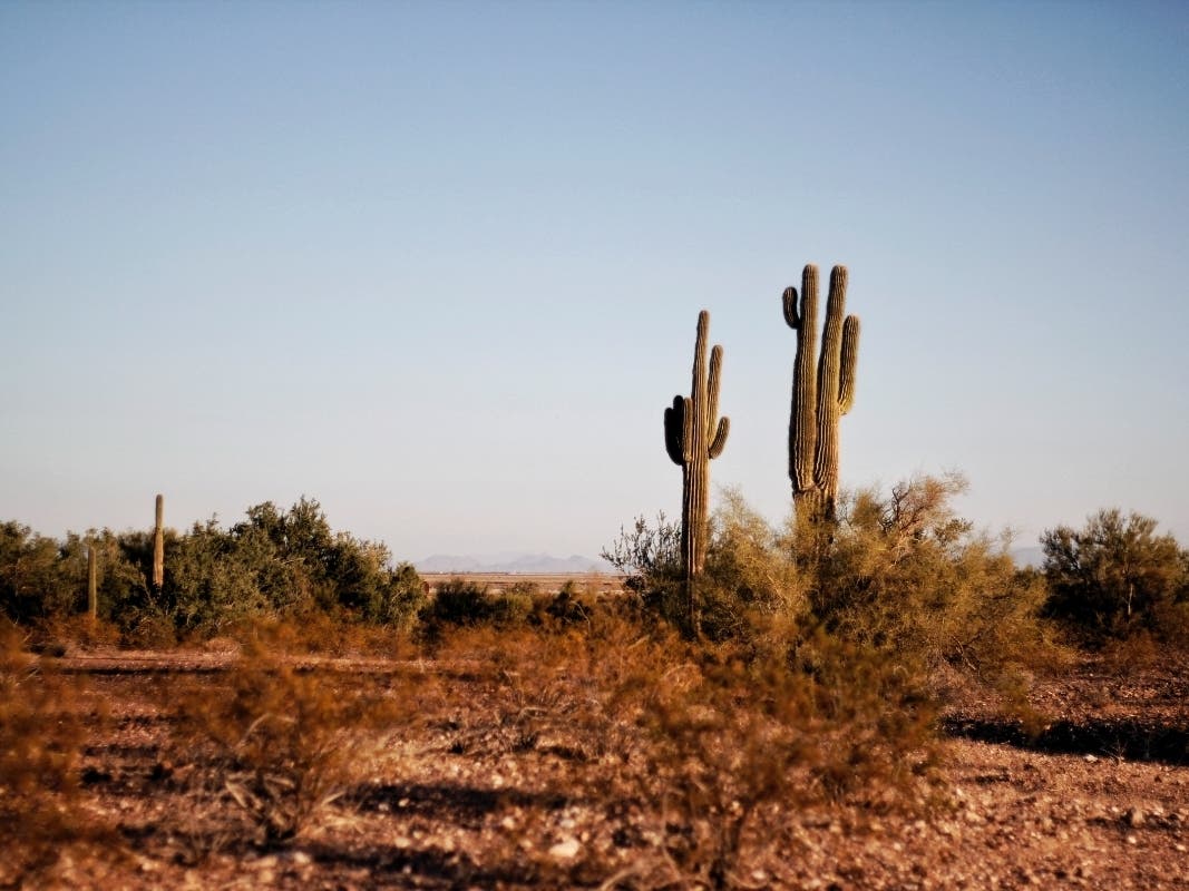 Photo of two green cactuses during the daytime.