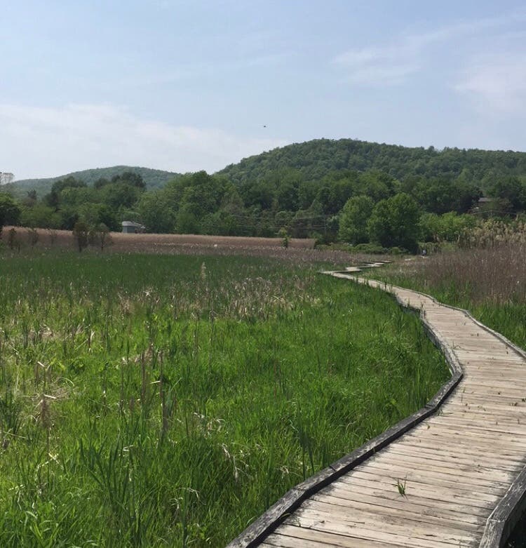 Appalachian Trail Boardwalk