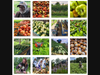 A gallery of produce and Clagett Farm CSA images.