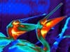 Pelicans, thermal image. Image courtesy Dr. L. Witmer, Dr. R. Porter, and Dr. G. Tattersall.