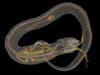 Hog-Nosed Snake with Prey, CT Scan. Image courtesy of Dr. Ed Stanley and Dr. David Blackburn.