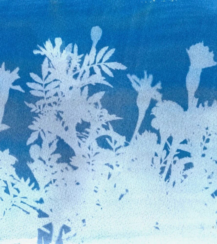 Science Solvers: Sun Prints