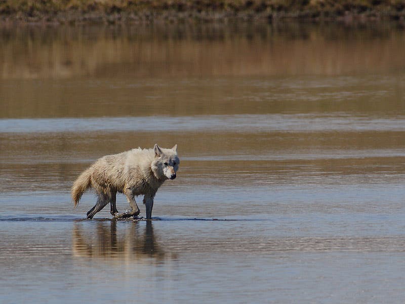 A gray wolf fords the Lamar River in Yellowstone National Park.