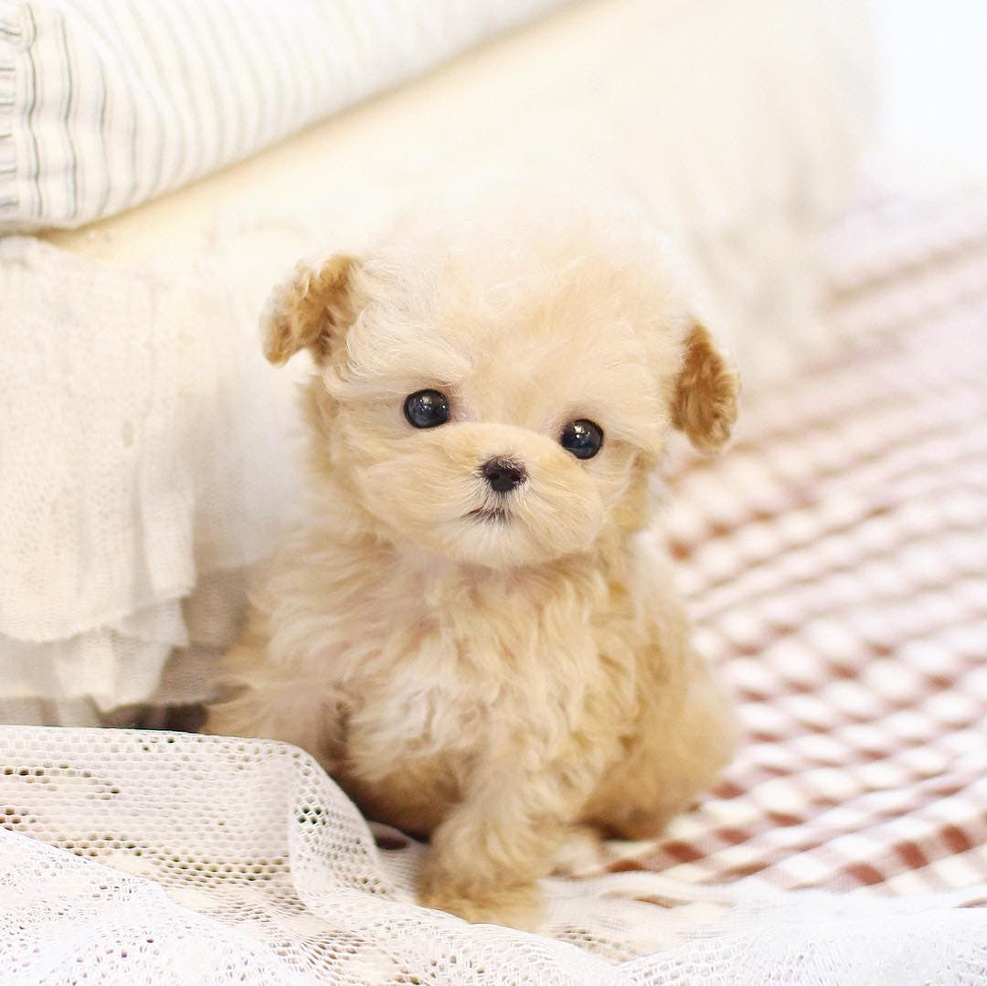 How Much Is A Teacup Puppy