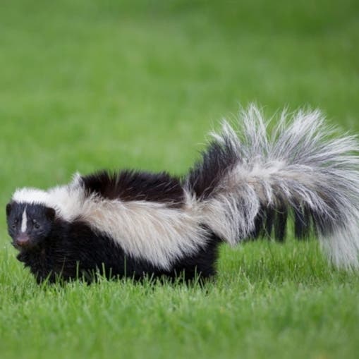 Cape Atlantic Wildlife Control and Removal Services