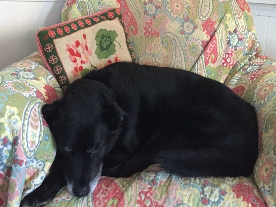 Sir Luc takes extra credit course on napping.