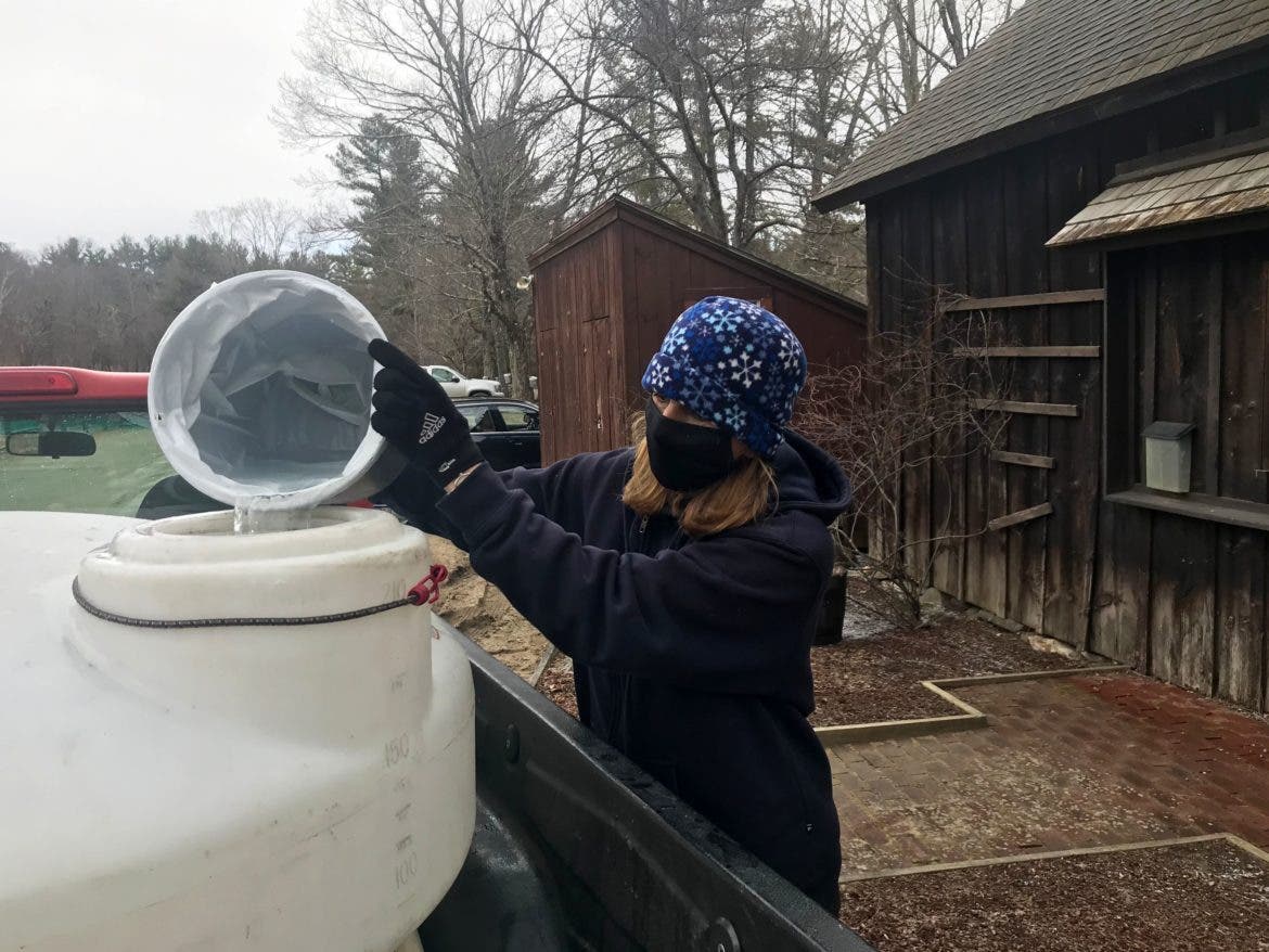 Paula Babel of Babel Sugar House in Mason collecting sap from Beaver Brook Association taps in Hollis.