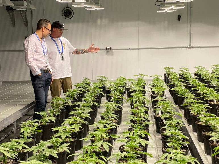 Courtesy photo
 
Lazy River Products CEO/President, William Cassotis and Director of Cultivation, Kevin Platt are pictured with small marijuana plants in the mother room setup.