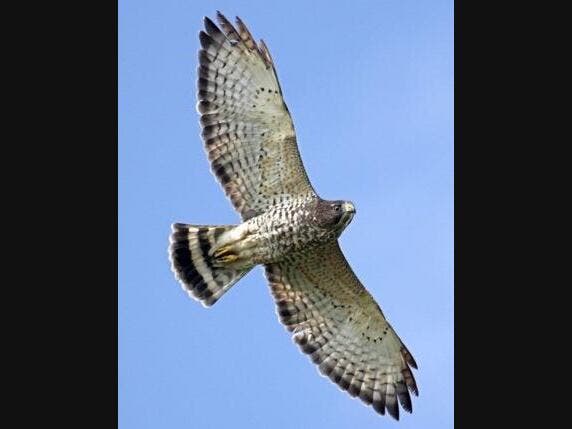 Broad-winged hawk in flight from N.H. Fish and Game website. Photo credit: Steve Byland @ Dreamstime.com
