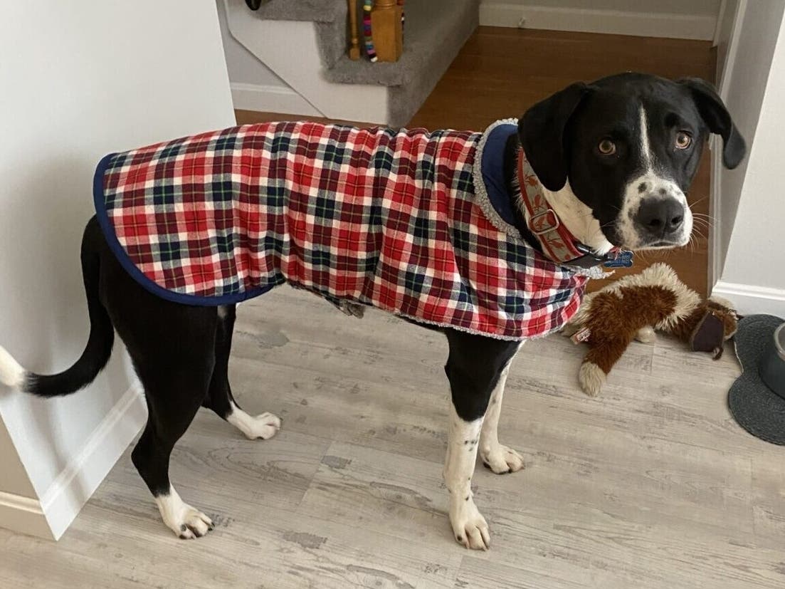 Bennie supports Scotland in the World Cup