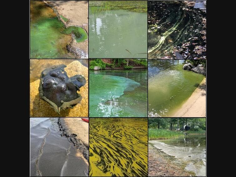 Guide to what to look for in identifying cyanobacteria provided by the Department of Environmental Services