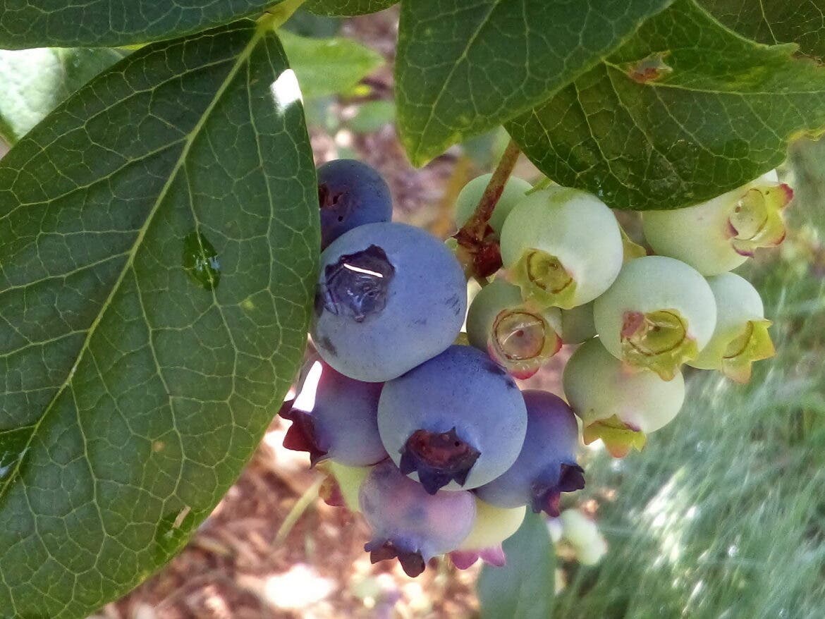 Smith's blueberries