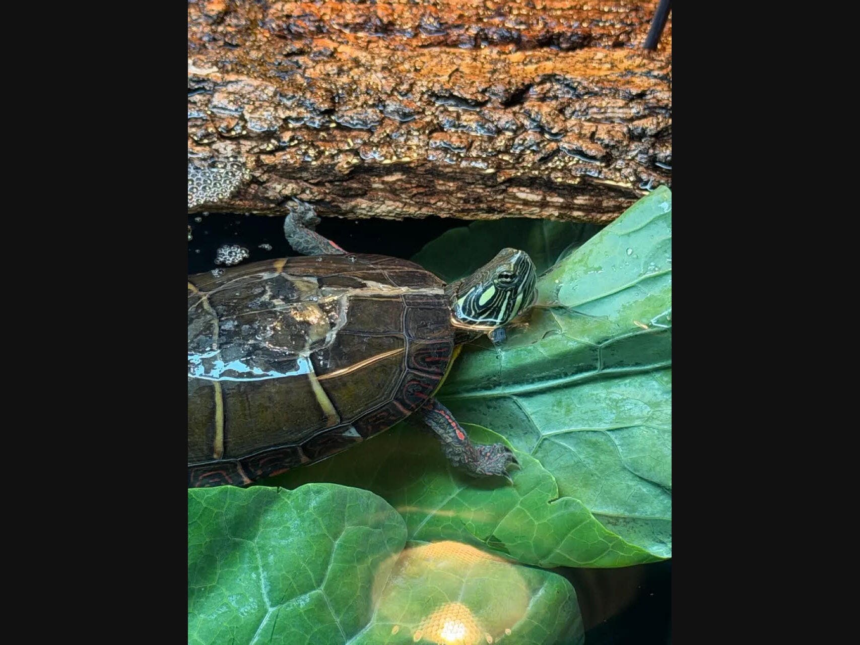 Oka the Eastern Painted Turtle is on her way to a full recovery after surviving being stomped on by Hillsborough resident Charles Puccio.