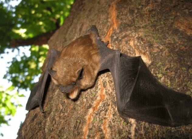 Webinar - Bats 101