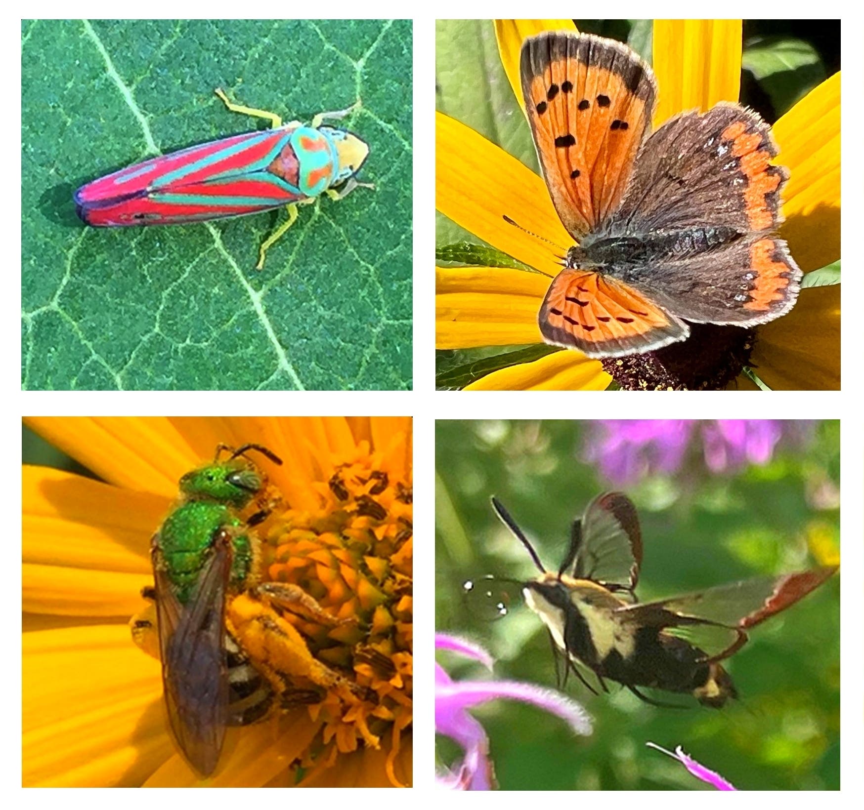 Could Bugging Be the New Birding?