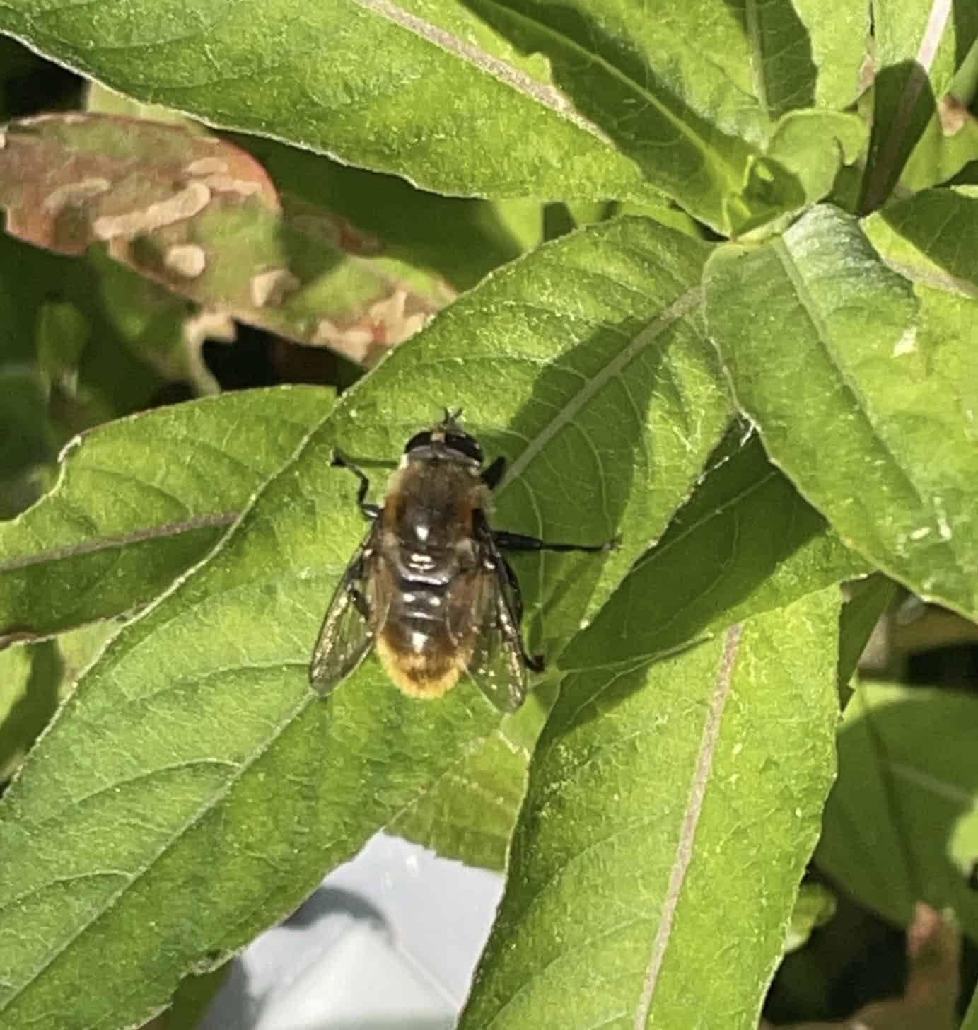 Discover Newton’s Flora & Fauna in this June Bioblitz!