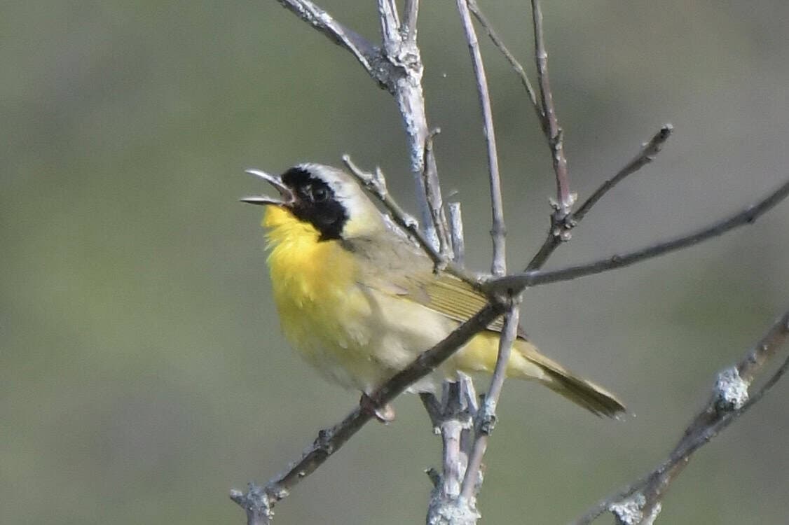 Morning Birding at Nahanton Park