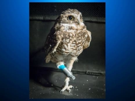 Meet Pueo and her new leg.