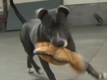 Ribbon is back playing with her toys.