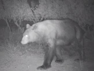 Surveillance video of a bear spotted at Navarro Vineyards in Mendocino County.