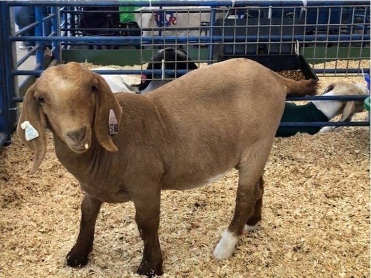 “Fair time to me is fun time. You get to spend time with friends, family, show off all your hard work,” said Livermore High FFA student Crayton McCafferty.