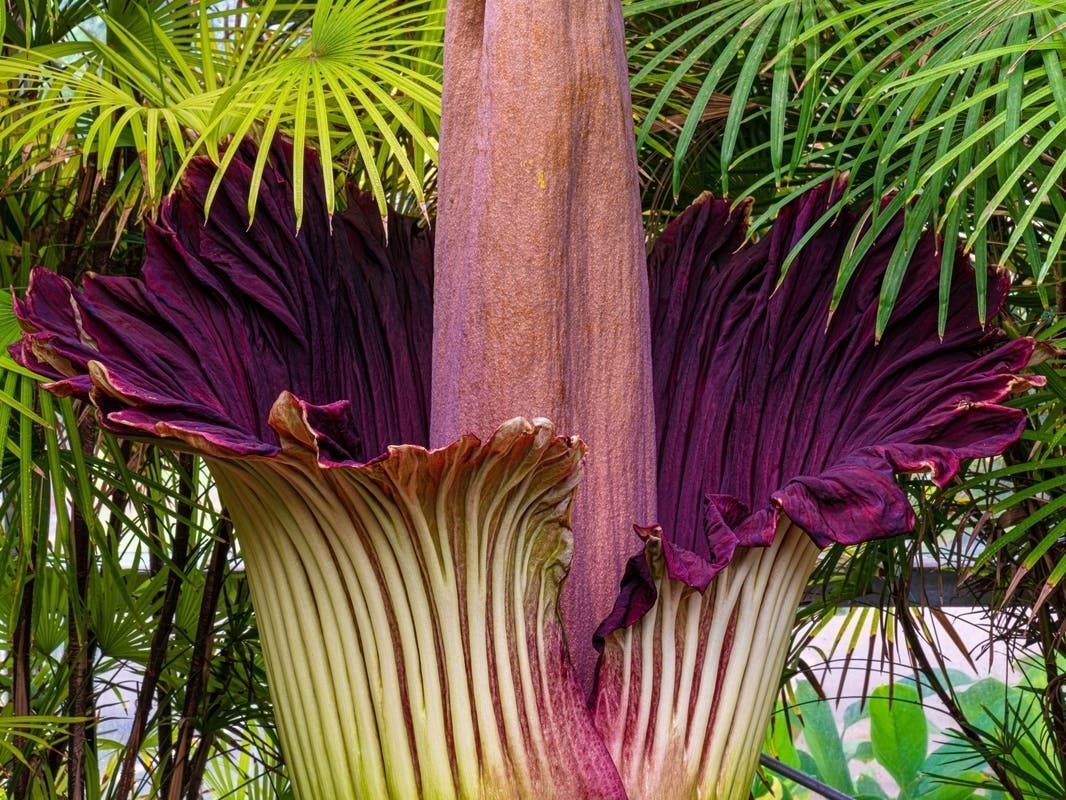 Rare Corpse Flower Bloom In San Francisco Brings Out Enthusiasts Of The Fetid Flora