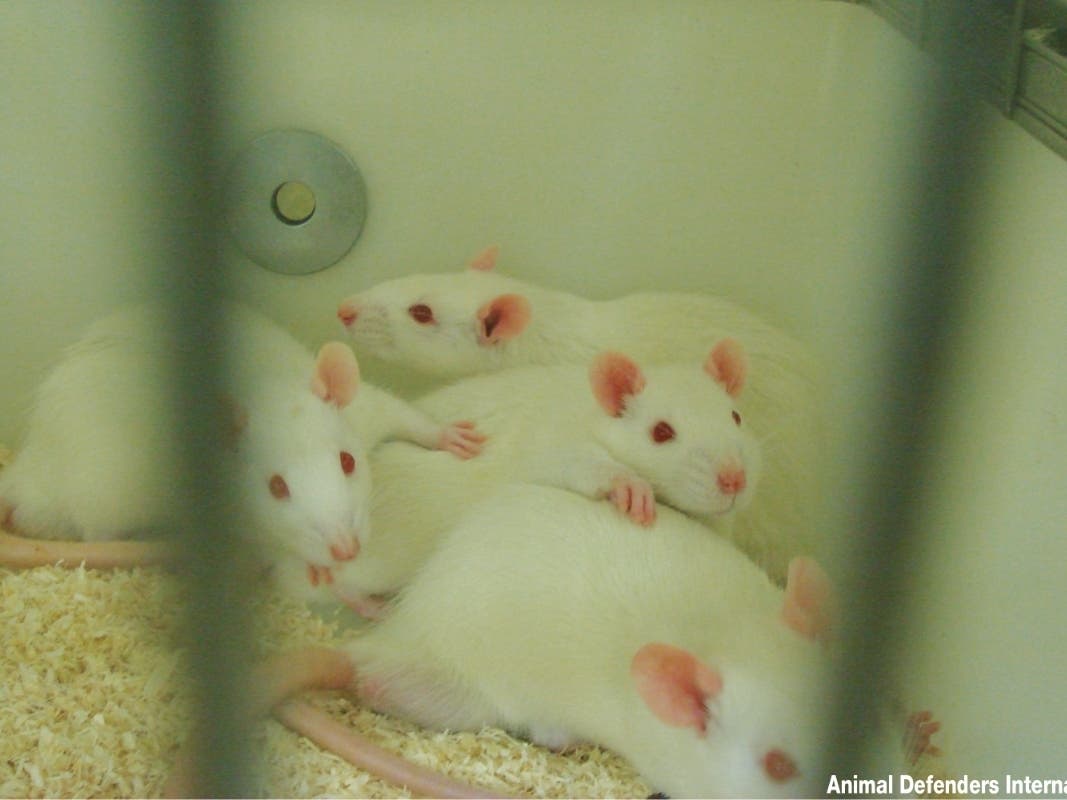 White rats in a research lab.