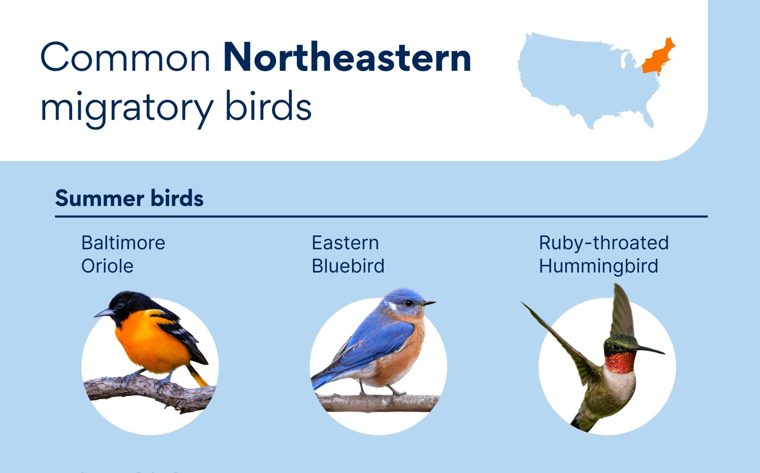 Bristol Land Conservation Trust Spring Birding Walk 