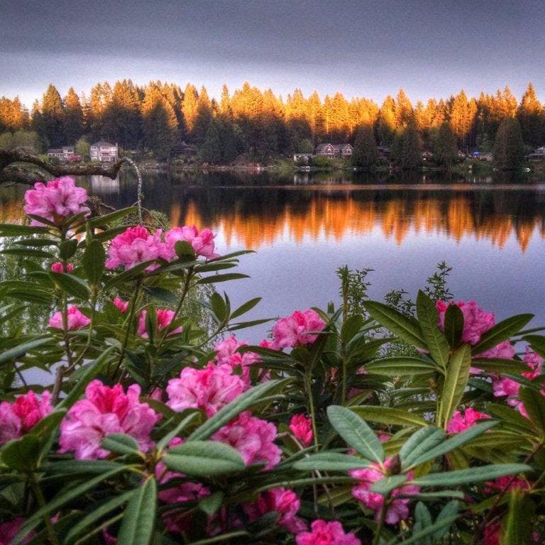 Cottage Lake Community Social