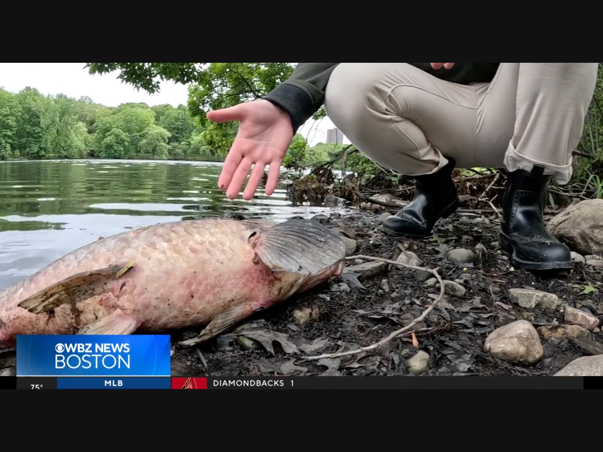 The shores of the pond are lined with dead fish.