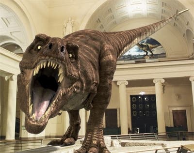 Field Museum Reopening Friday Chicago Il Patch