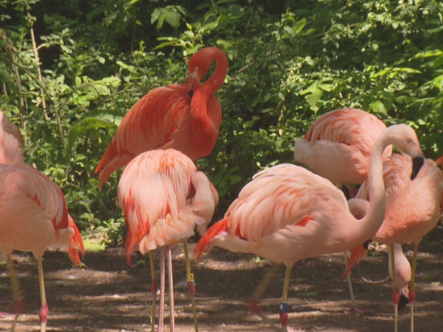 Bird World at the Denver Zoo will close Oct. 1.