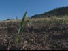 Signs of regrowth are visible in Deer Creek Canyon Park.