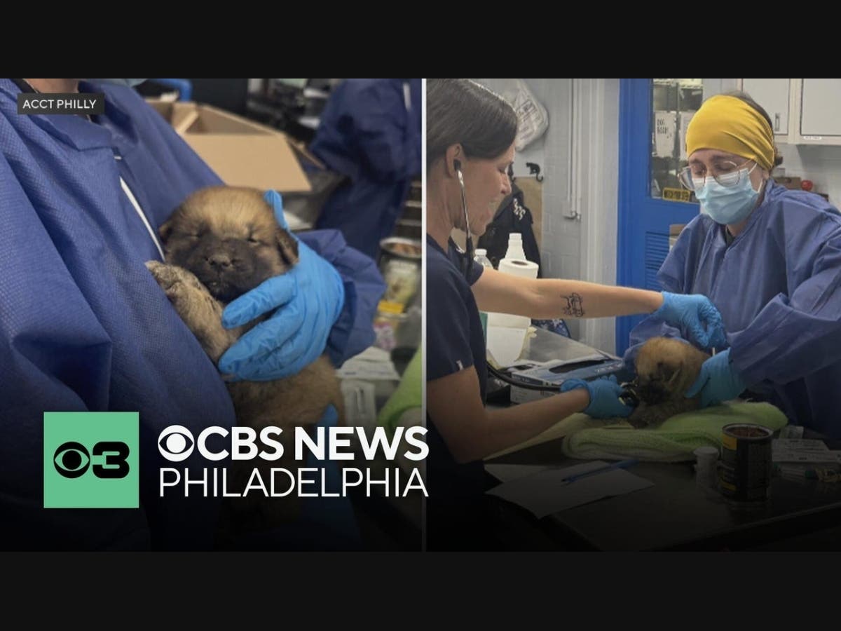 Critically Ill Puppies Left Abandoned In A Box At Philadelphia Animal ...