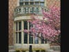 A cherry blossom blooms in front of Meadow Brook Hall.